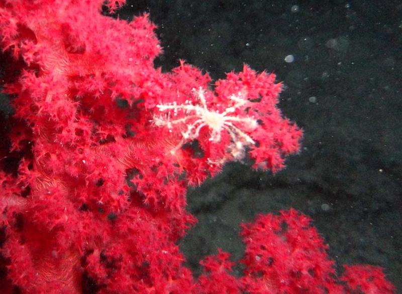 Araingee de mer epineuse - Achaeus spinosus.jpg